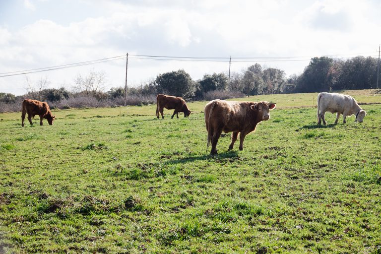 Axpo Iberia inaugura una planta de biogás pionera en España