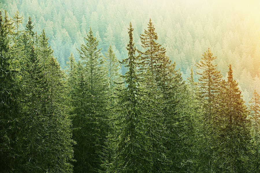 “First ever” National Forest biomass risk assessment receives interim approval