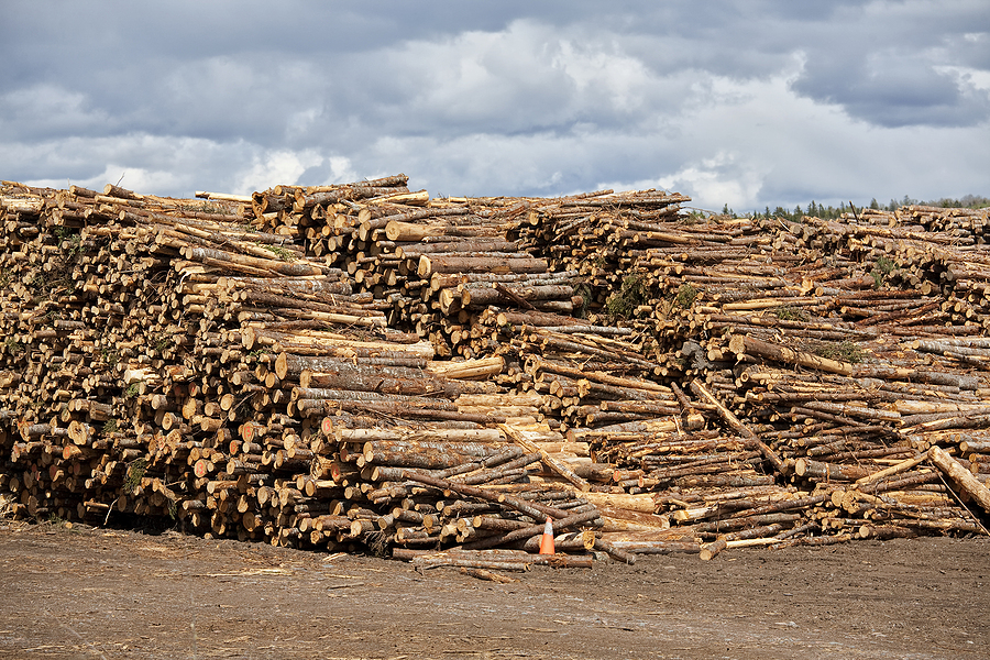 Georgia Power awaits decision on aim to add 80Mw biomass power to projects