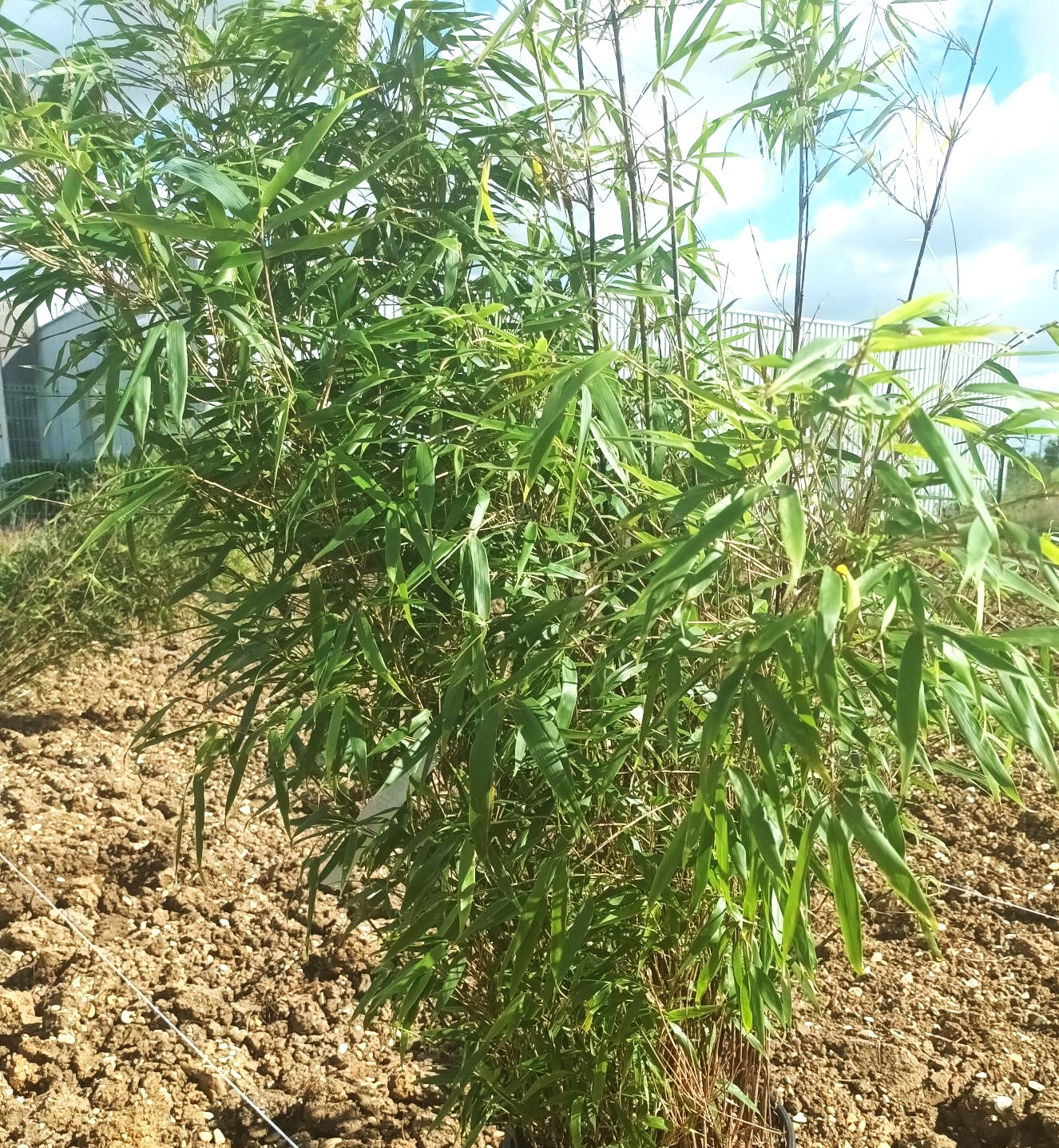 Haffner Energy partnership will “diversify sustainable biomass procurement”