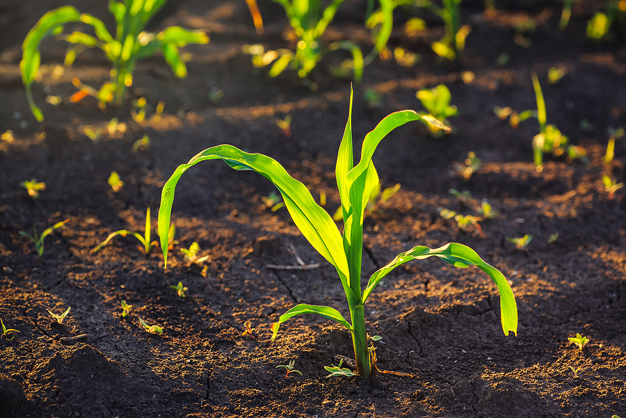 bp completes Bunge Bioenergia acquisition