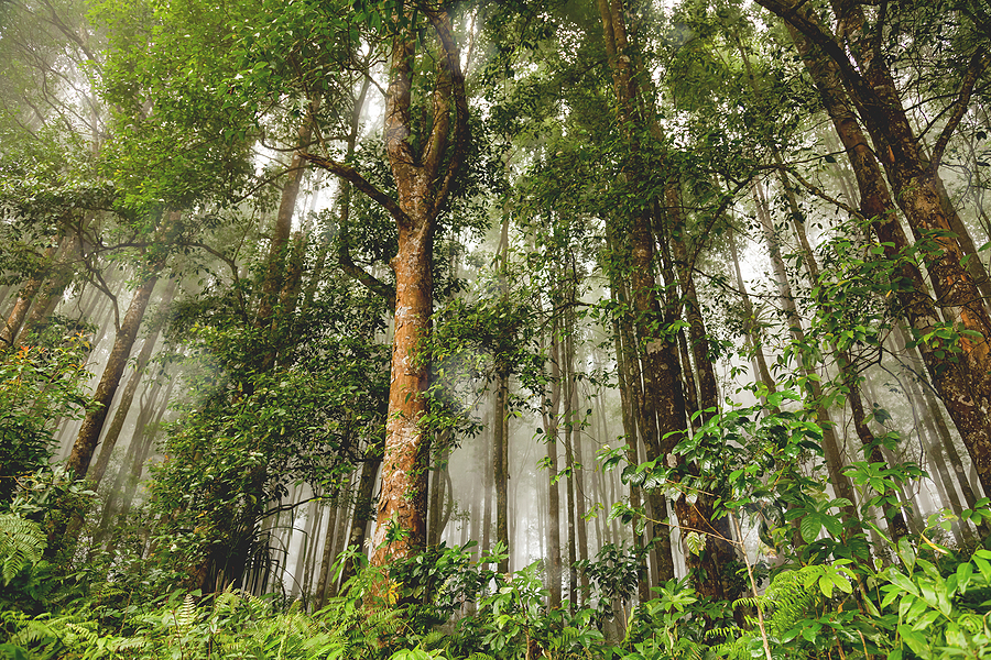 US Forest Service makes $34m funding available