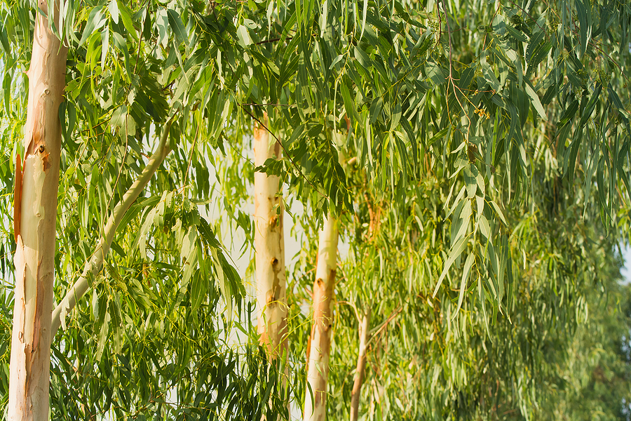 Asia Green Energy to focus on eucalyptus-derived biomass