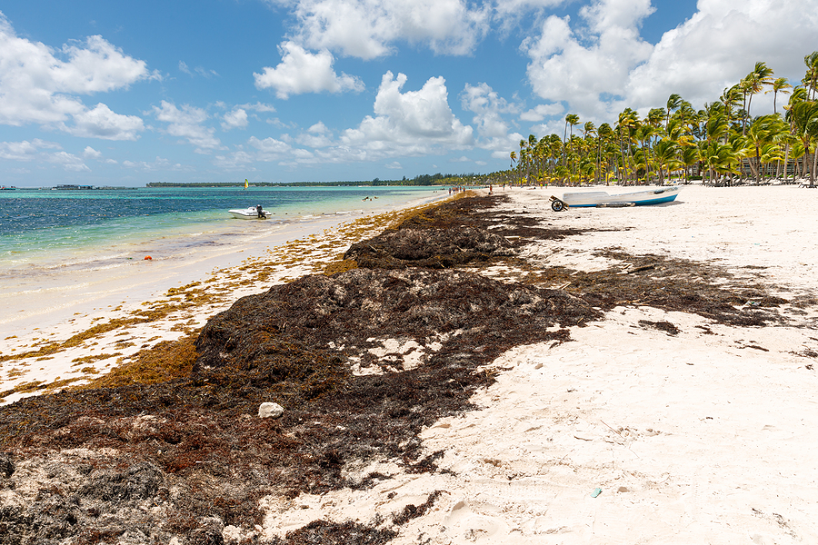 Barbados biomass project powers cars with sargassum