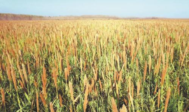 Chinese company pioneers “super giant reed” for biomass