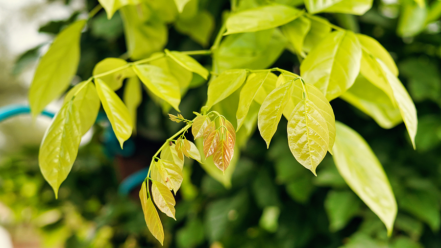 Terviva partnership to test pongamia’s biomass potential