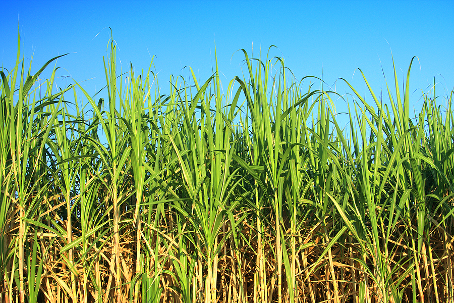 Brazil changes credits law to benefit biomass producers