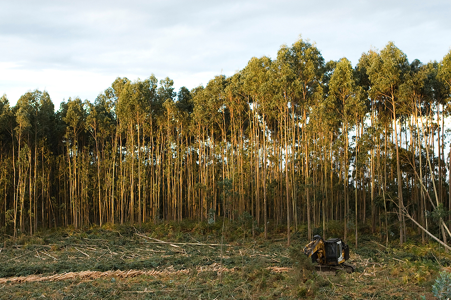 Successful tests for eucalyptus biomass-to-fuels completed in Brazil