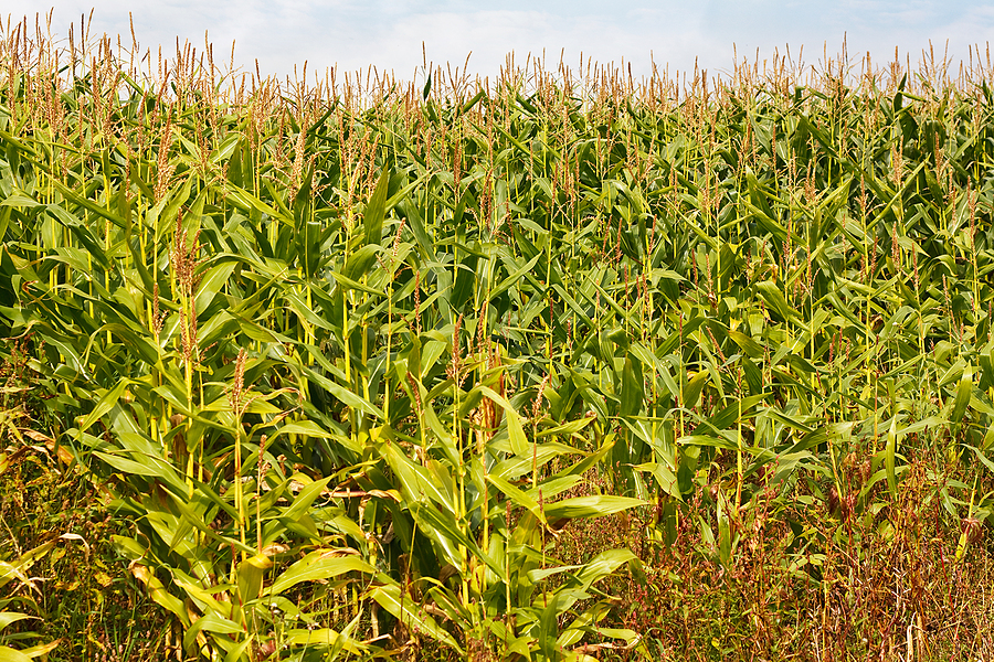 Canton, South Dakota receives first BDO Zone ‘A’ rating for corn stover supply