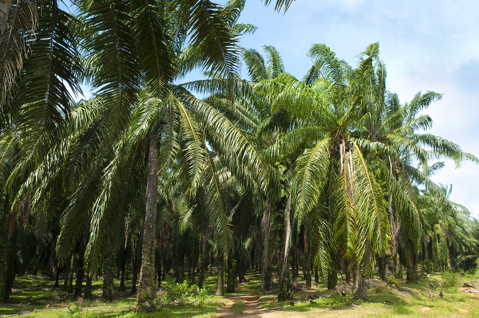 Industry calls for Malaysia to maximise oil palm as biomass potential