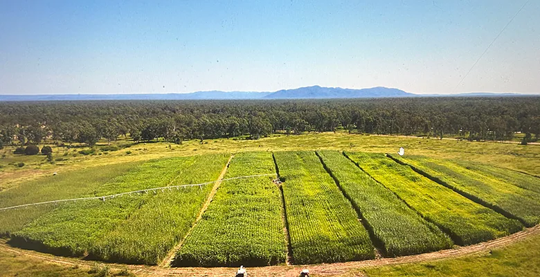 Virgin Australia and Qatar Airways partner for sugarcane-to-SAF project