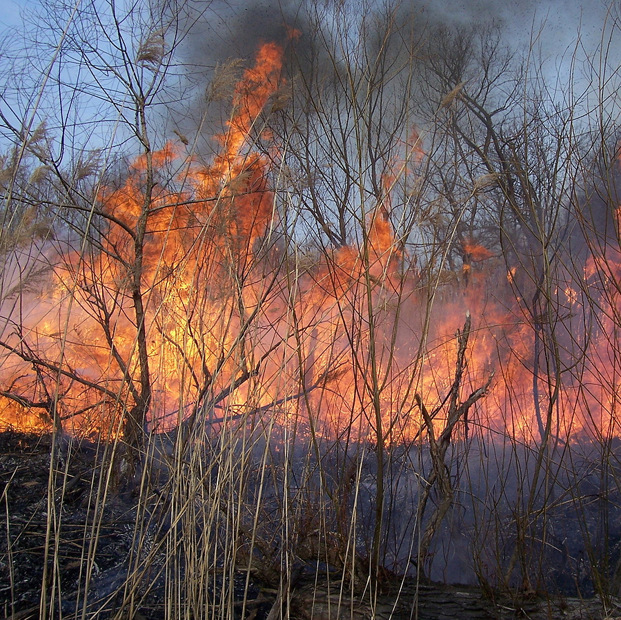 US Executive Order accelerates woody biomass adoption amid wildfire threats