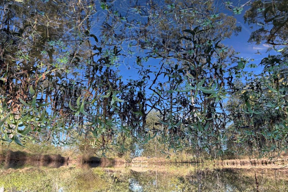 Invasive weeds eyed as new biomass source