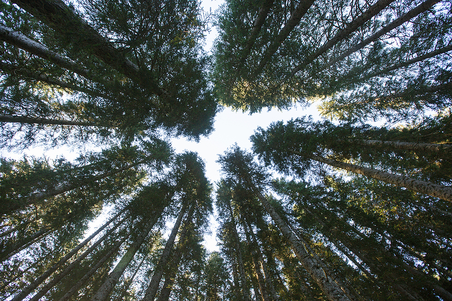 Natural State Renewables advances SAF from forest biomass