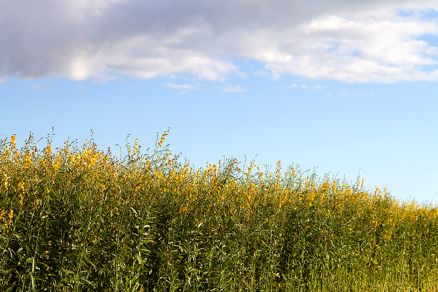 Biomass conversion bid heads to court after planning refusal