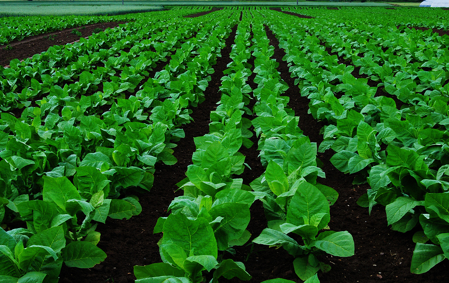 Scientists explore process to utilise tobacco crop as biomass