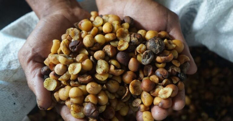 Indonesian university expert develops biogas and nyamplung oil fuels for agricultural machinery