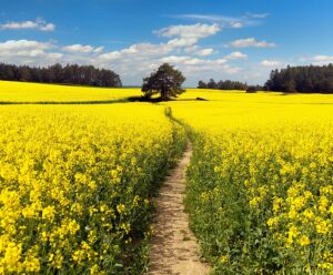 Cavalier County awarded North America’s first canola seed BDO Zone ‘A’ rating