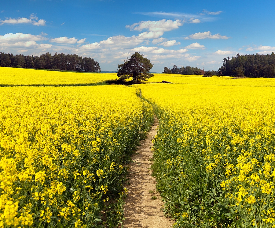 Cavalier County awarded North America’s first canola seed BDO Zone ‘A’ rating