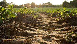 New project aims to balance biomass production with soil health