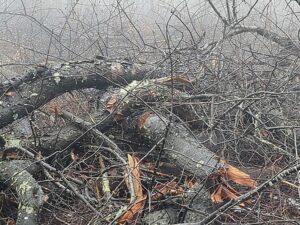 Penn State researchers assess sustainability of biomass-to-fuel startup in Pennsylvania