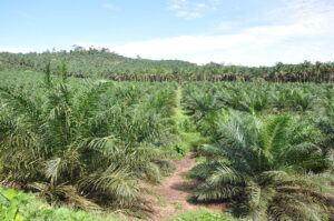 Indonesia’s palm oil waste ‘could generate 3.6 billion cubic metres of biogas annually’