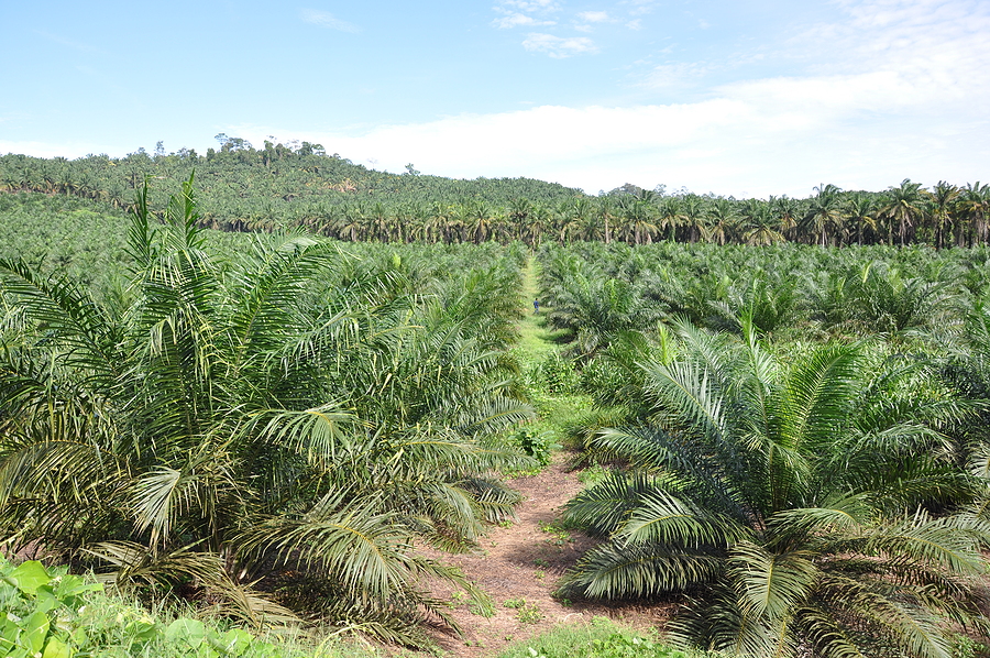 Indonesia’s palm oil waste ‘could generate 3.6 billion cubic metres of biogas annually’