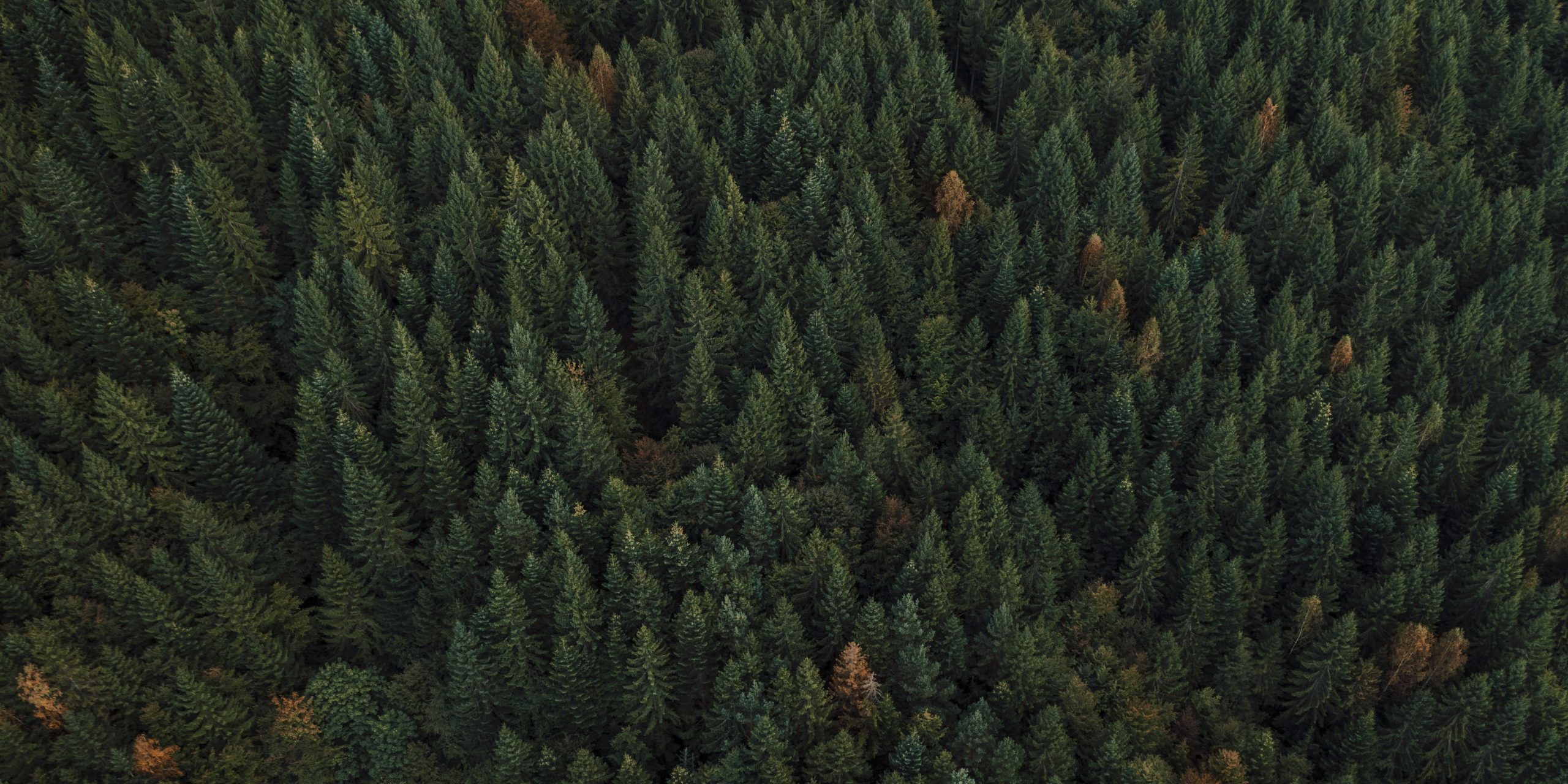 Bowie County awarded BDO Zone ‘AA’ rating through annual woody biomass surplus