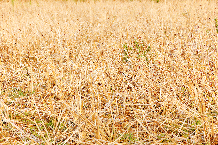 Punjab set to double number of paddy straw pellet plants