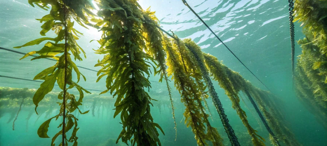 SmartestEnergy signs offtake deal for 420 GWh seaweed-fed biomethane project